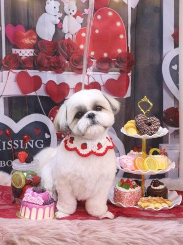 20250209みたらしちゃん